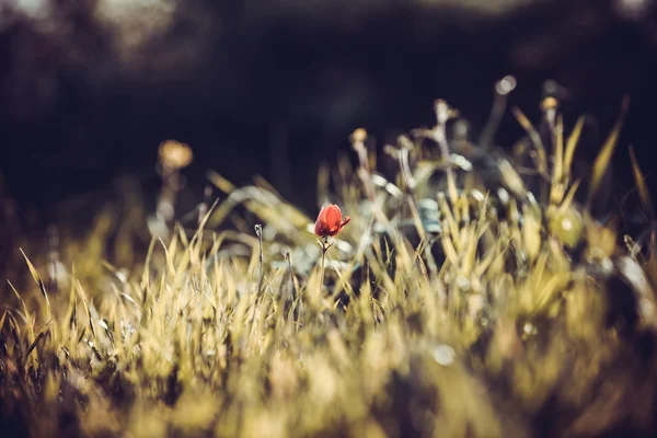 Amapola sola en la hierba —  Fotos de Stock