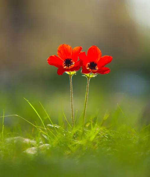 Zwei rote Mohnblumen — Stockfoto