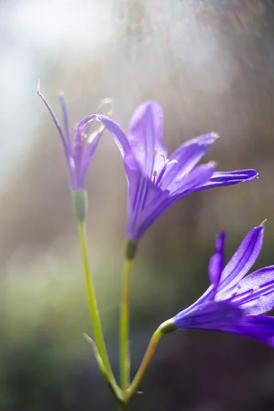 Paarse bloem — Stockfoto