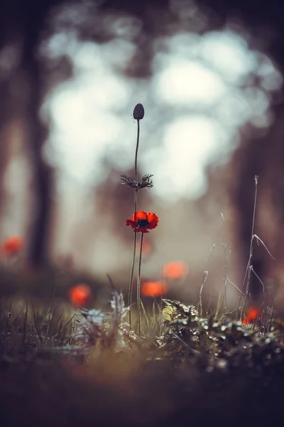 Flor de papoula vermelha — Fotografia de Stock