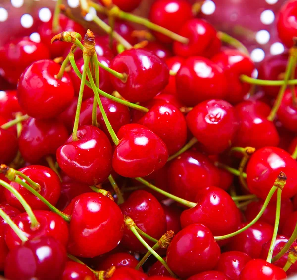 Olgun sulu kırmızı kiraz portre