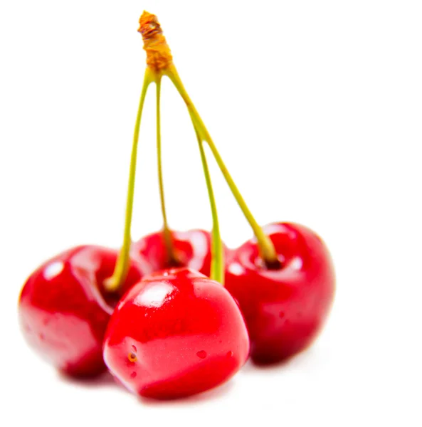 Racimo de cerezas suculentas maduras — Foto de Stock