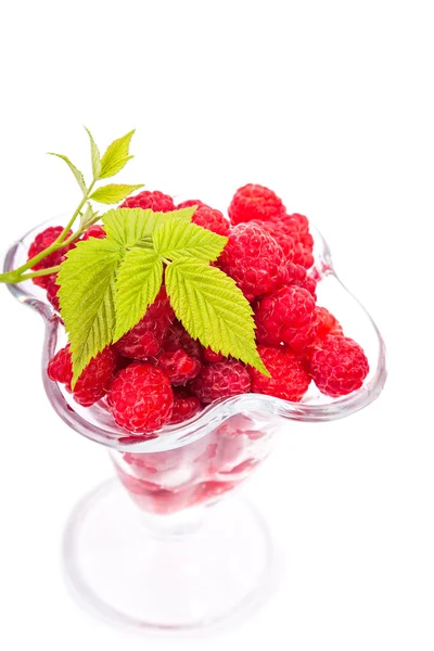 Raspberries and a sprig of green — Stock Photo, Image