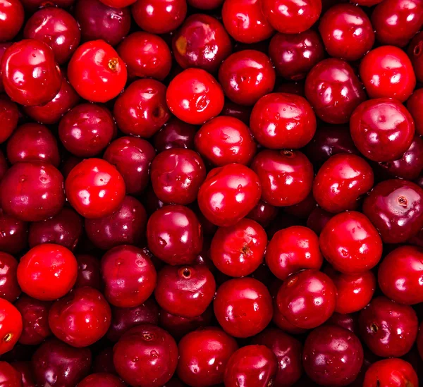 Cerises rouges juteuses mûres gros plan — Photo