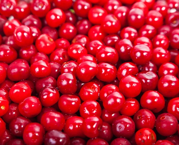 Cerezas rojas dulces jugosas maduras primer plano — Foto de Stock