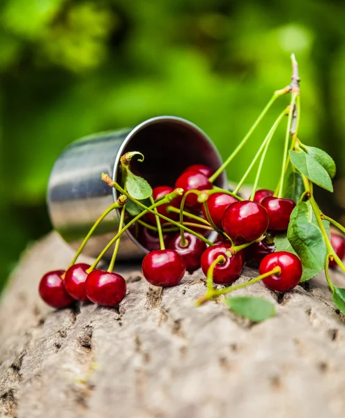 Bunch of ripe cherries spilled from — Stock Photo, Image