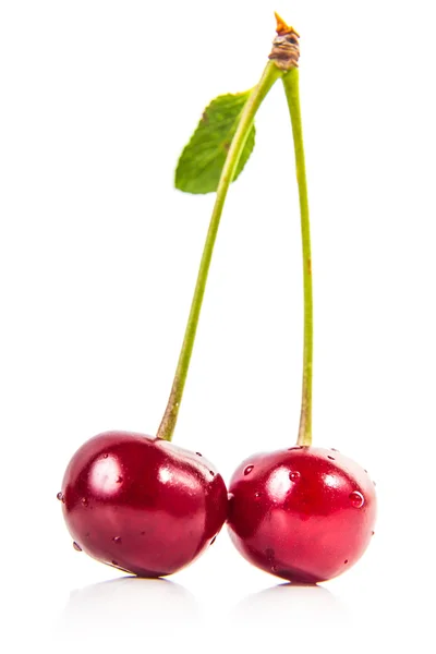 Две спелые вишни — стоковое фото