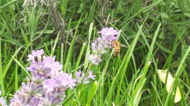 Çiçek açan lavanta ve arı toplayan nektar