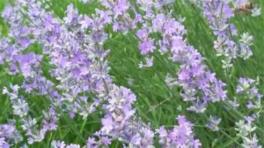 Çiçek açan lavanta ve arı toplayan nektar