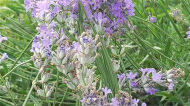 Çiçek açan lavanta ve arı toplayan nektar
