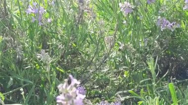 Çiçek açan lavanta ve arı toplayan nektar