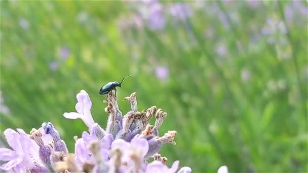 Skalbagge Blommande Lavendel Närbild — Stockvideo