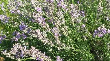 Çiçek açan lavanta ve arı toplayan nektar