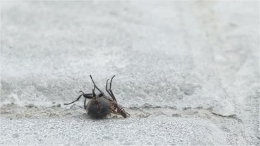 Karıncalar sineği yakına çekiyor.