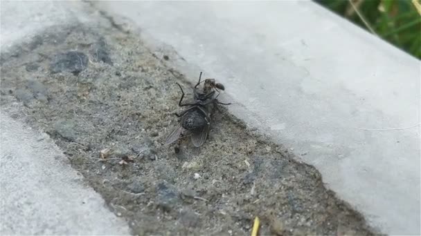 Hormigas Tirando Una Mosca Cerca — Vídeo de stock