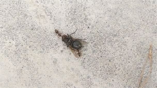 蚂蚁拉近苍蝇的距离 — 图库视频影像