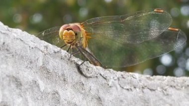 Böcek yusufçuğu dışarıda. Yakın plan.