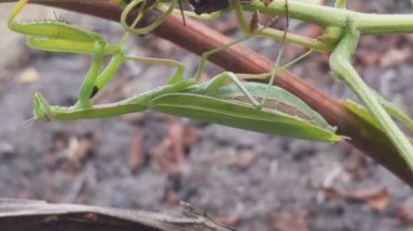  Böcek dua eden peygamber devesi.