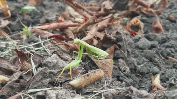 Mantis Religiosa Insectos Primer Plano — Vídeos de Stock