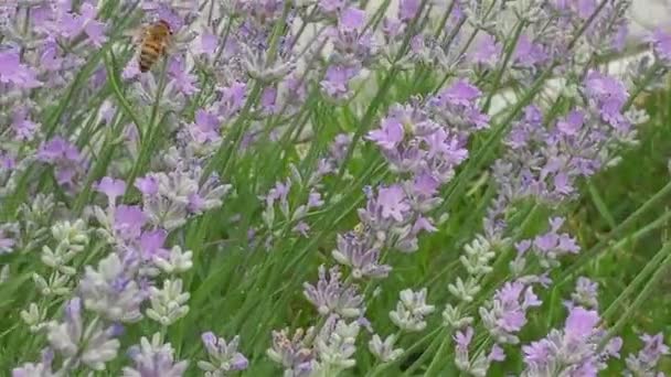 Blommande Lavendel Och Biuppsamlande Nektar — Stockvideo