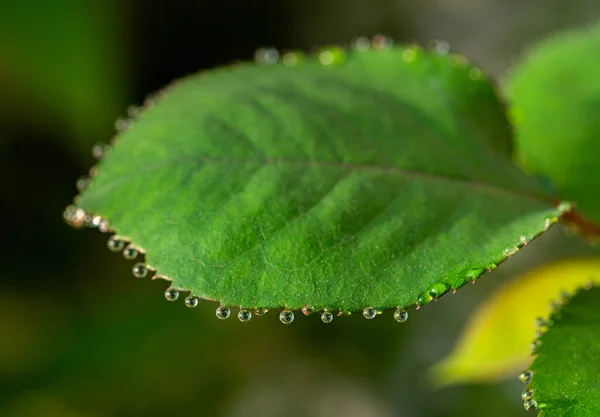 Sfondo Texture Foglie Rosa Verde Con Gocce Rugiada Primo Piano — Foto Stock