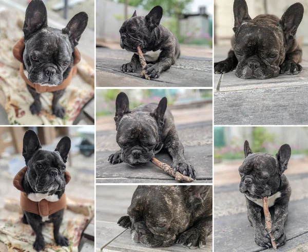 Set Photo Dog French Bulldog — Stock Photo, Image