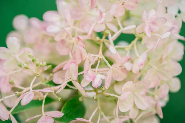 Tło Kwiat Pąk Hortensji Paniki Zbliżenie — Zdjęcie stockowe