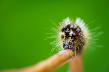 Çimen güvesi, acronicta rumicis larvası, tırtılın yeşil arka planlı gövdeye tırmanması, ön manzara. Makro hayvan