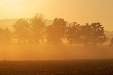 Tarım alanında sisli sis ve güneş ışığıyla ağaç silueti. Altın renkli gün doğumu, Çek manzarası