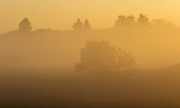 Baumsilhouette Nebligen Nebel Goldfarbener Sonnenaufgang Tschechische Landschaft — Stockfoto
