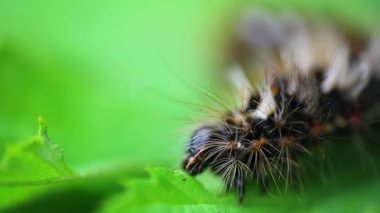 Yaprak yiyen güve larvalarının yakın görüntüsü