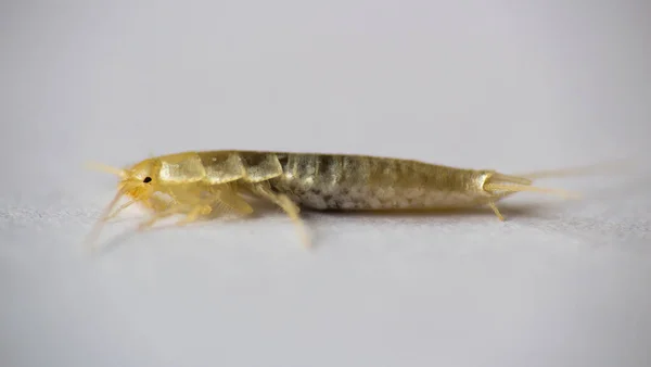 Macro Φωτογραφία Silverfish Ζώο Lepisma Saccharina Λευκό Φόντο Κοινός Επιβλαβής — Φωτογραφία Αρχείου