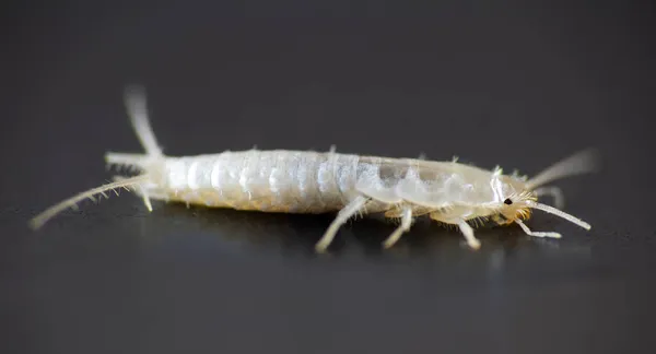 Macro Φωτογραφία Silverfish Ζώο Lepisma Saccharina Μαύρο Φόντο Κοινός Επιβλαβής — Φωτογραφία Αρχείου