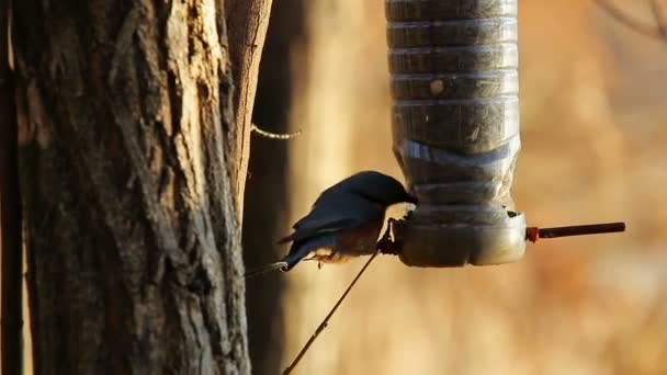 Eurasian Nuthatch Sitta Europaea Willow Tit Poecile Montanus Bird Sitting — Αρχείο Βίντεο