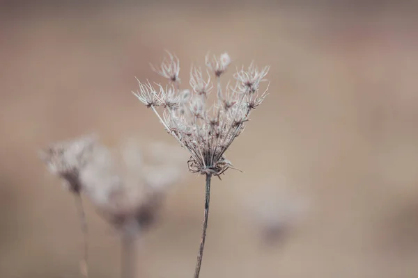 초본을 배경을 풀꽃을 파스텔 — 스톡 사진