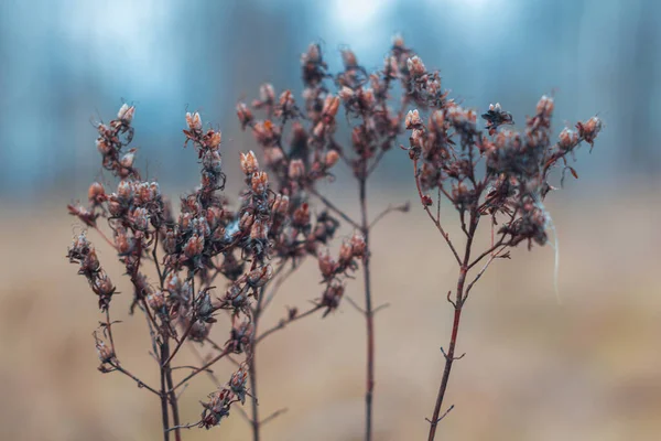 Fechar Planta Prado Inverno Seco Flor Grama Com Fundo Azul — Fotografia de Stock