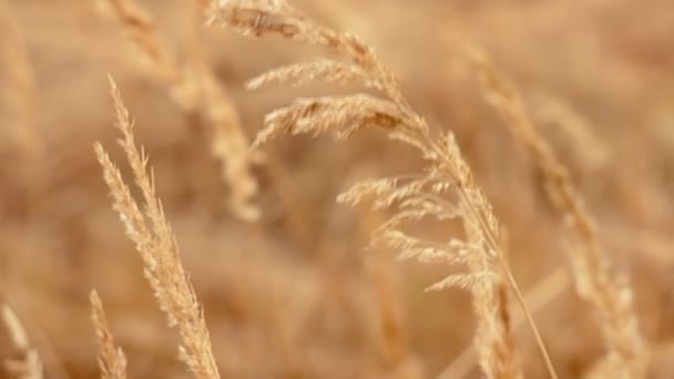 Lopend Door Hoog Droog Gras Wazig Zachte Beige Natuur Achtergrond — Stockvideo