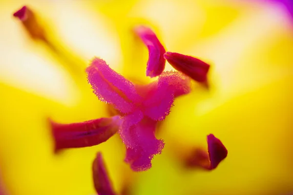 Tulipa Roxa Lililiaceae Flor Pistil Carpelos Com Pétalas Amarelas Fundo — Fotografia de Stock
