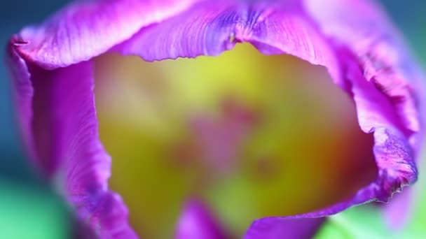 Purple Tulip Liliaceae Pistil Carpels Yellow Petals Background Zoom Slide — Video Stock