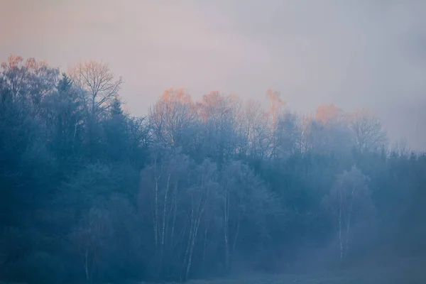 Група Зимових Дерев Тумані Освітлених Сонячним Світлом — стокове фото
