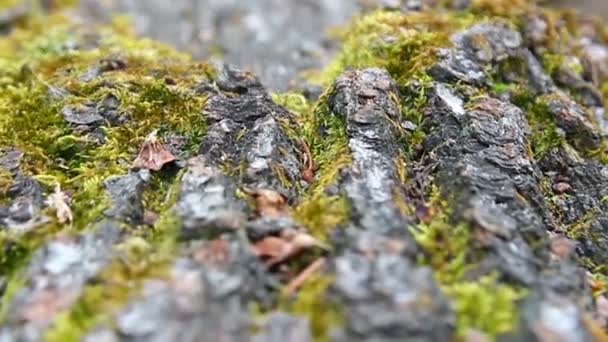 Captura Diapositiva Cerca Textura Corteza Árbol Con Musgo — Vídeos de Stock