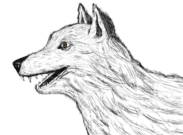 Dessin Animé Portrait Loup Chien Couleur Noire Sur Fond Blanc — Photo