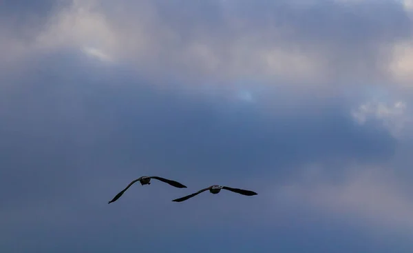 Gans Anser Anser Vogel Silhouette Fliegt Gegen Den Himmel Des — Stockfoto