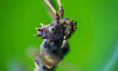 Kahverengi çubuk böceği, yürüyen böcek, ön taraftaki mavi arka planlı hayvanın makro fotoğrafı.