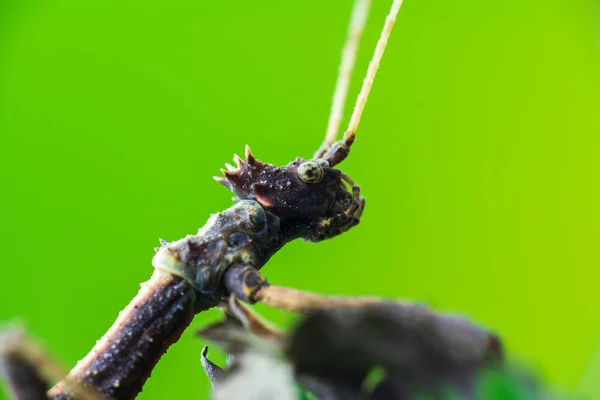 Brown Stick Bug Inseto Ambulante Phasmatodea Macro Foto Cabeça Animal — Fotografia de Stock