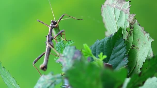 Brown Stick Bug Inseto Ambulante Phasmatodea Macro Lado Com Costas — Vídeo de Stock