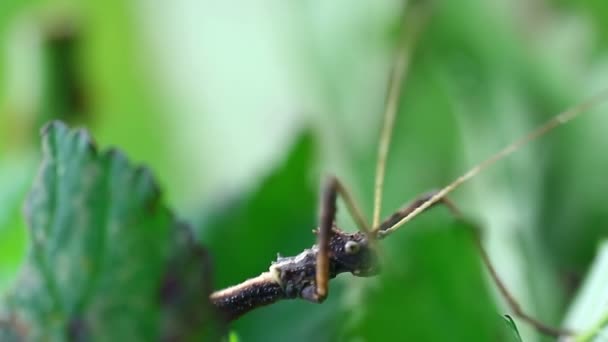Error Palo Marrón Insecto Caminante Phasmatodea Macro Lado Con Fondo — Vídeos de Stock