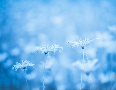 Kuru Achillea Millefolium, ölü bitki, mavi arka plan. Dondurucu mavi renkli fotoğraf