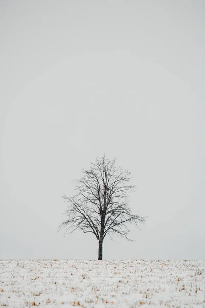 Seul Arbre Avec Champ Agricole Début Printemps Temps Neige Paysage — Photo