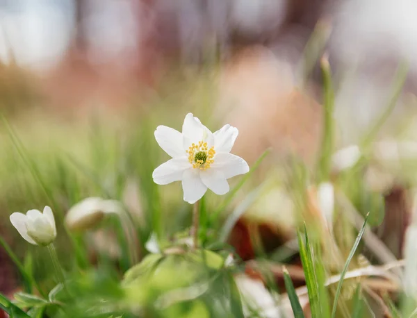 Цветок Ветреный Анемонический Цветок Спереди Покрасневшем Фоне Весеннее Время — стоковое фото